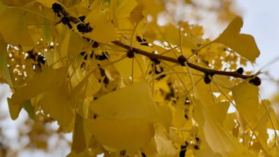 leaf-by-leaf-turning-your-trees-into-real-estate-gold