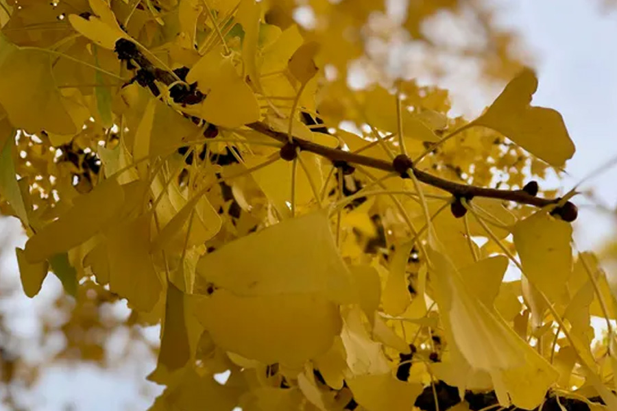 leaf-by-leaf-turning-your-trees-into-real-estate-gold
