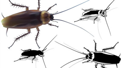 pembroke-pest-playbook-keep-your-home-calm-clean-and-critter-free