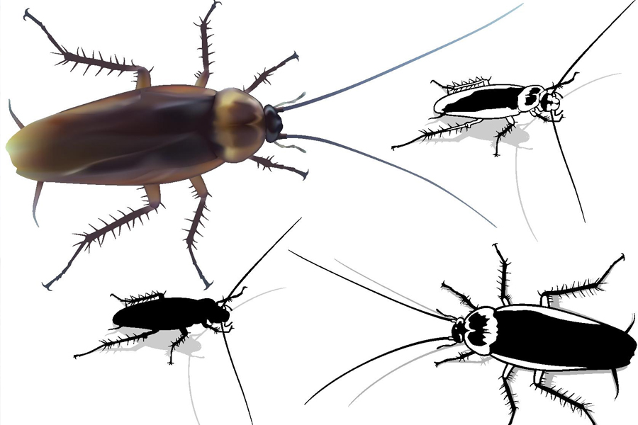 pembroke-pest-playbook-keep-your-home-calm-clean-and-critter-free