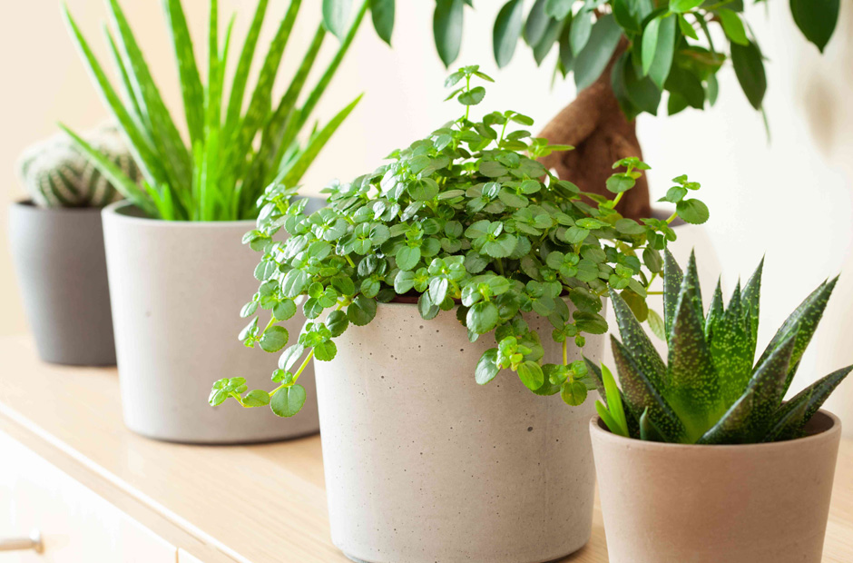5 Indoor Plants That Thrive With Minimal Care and Maximum Visual Impact