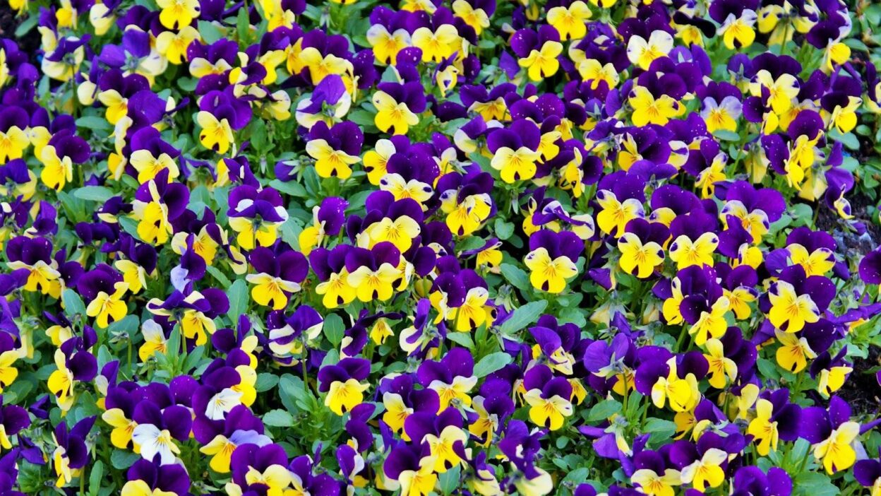 Are Pansies Cold Hardy