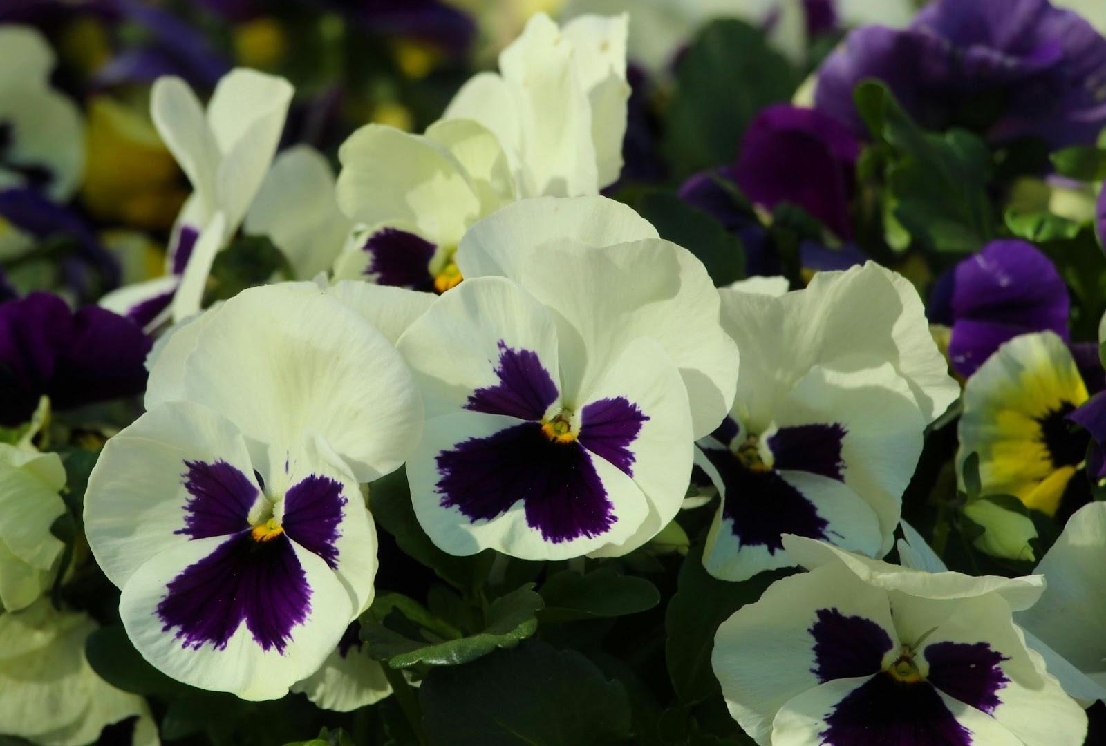 Are Pansies Cold Hardy 2