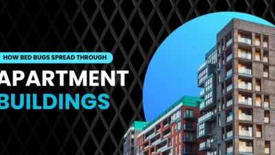 How Bed Bugs Spread Through Apartment Buildings