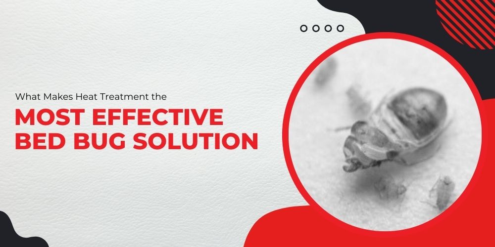 What Makes Heat Treatment the Most Effective Bed Bug Solution