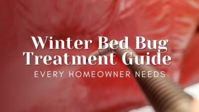 Winter Bed Bug Treatment Guide Every Homeowner Needs