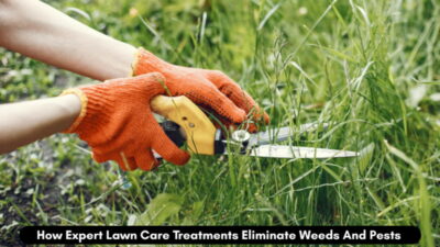 How Expert Lawn Care Treatments Eliminate Weeds And Pests 1