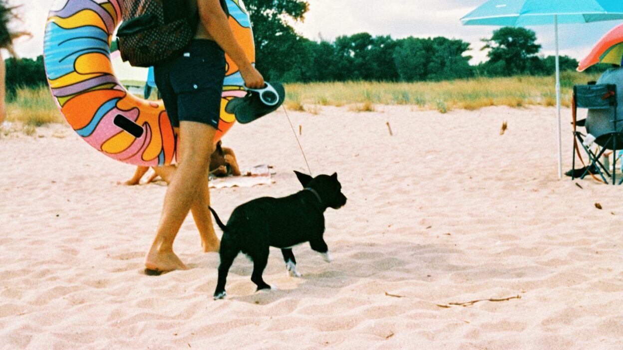 A Complete Guide to Pet Friendly Beach Vacations