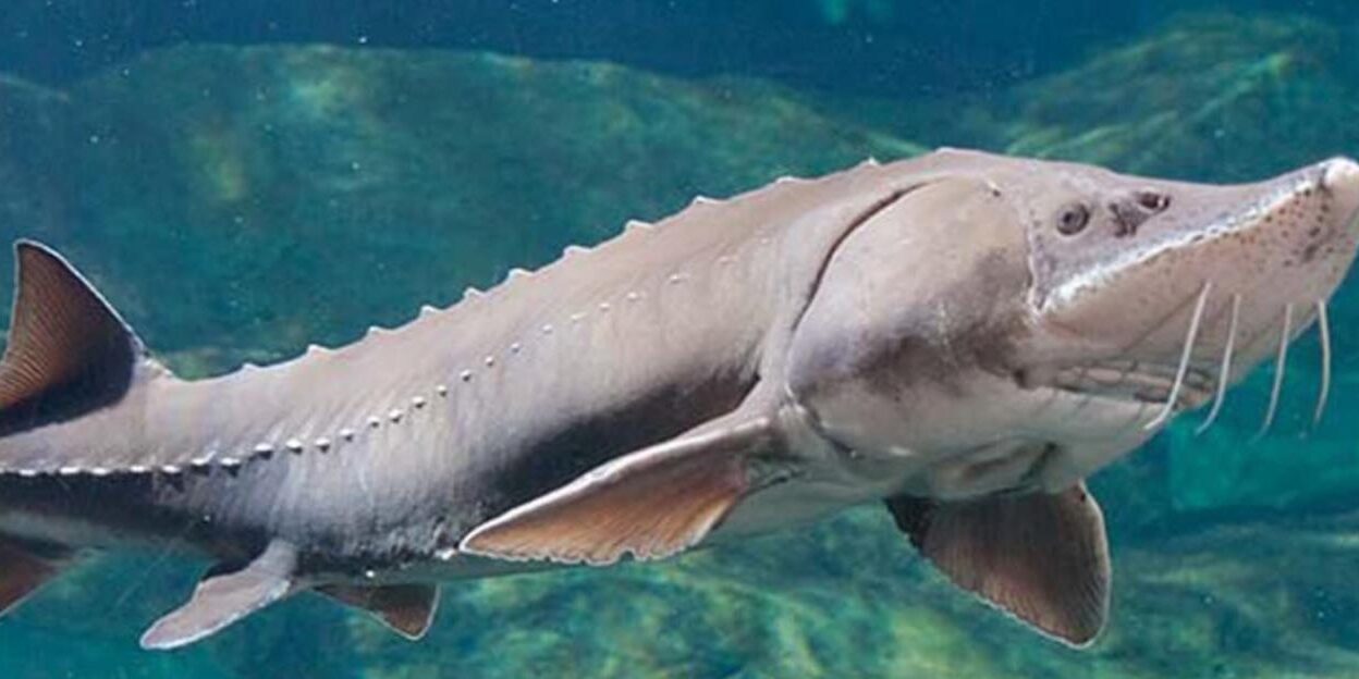 Caspian Sturgeon