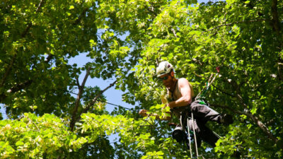 Choosing the Top Rated Tree Contractors