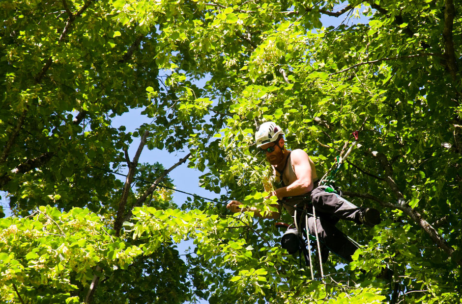 Choosing the Top Rated Tree Contractors