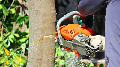 Tree Care Myths That Homeowners Get Wrong