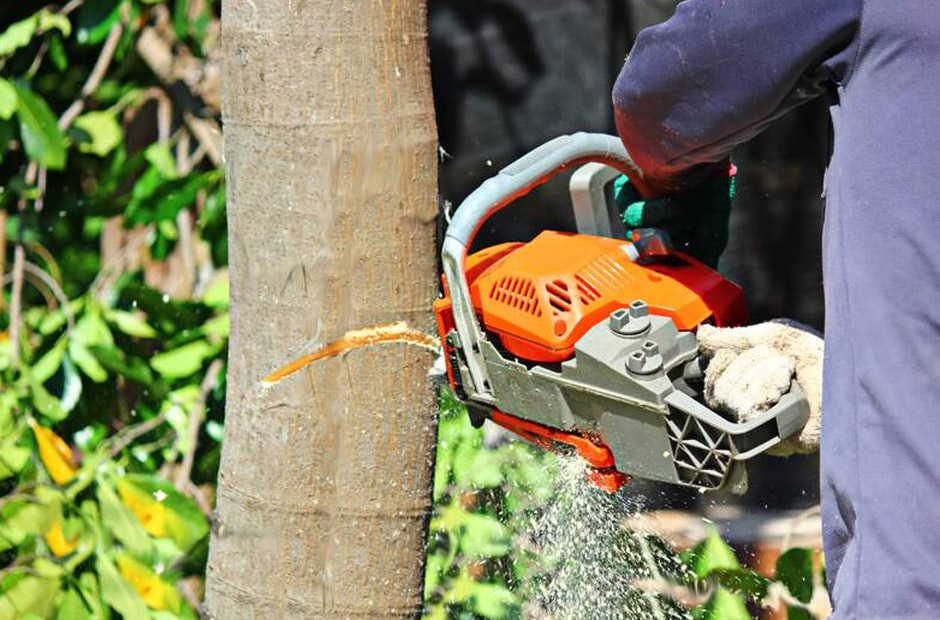 Tree Care Myths That Homeowners Get Wrong