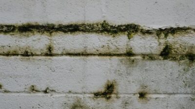 The Most Common Places Mold Hides in Your Home