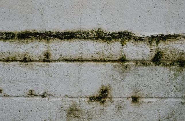 The Most Common Places Mold Hides in Your Home