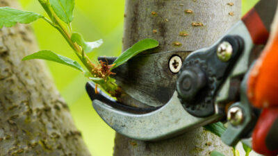 Why Reliable Tree Service Is Essential for Howell MI Homeowners