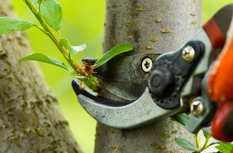 Why Reliable Tree Service Is Essential for Howell MI Homeowners