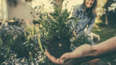 9 Sustainable Gardening Tips for Homeowners