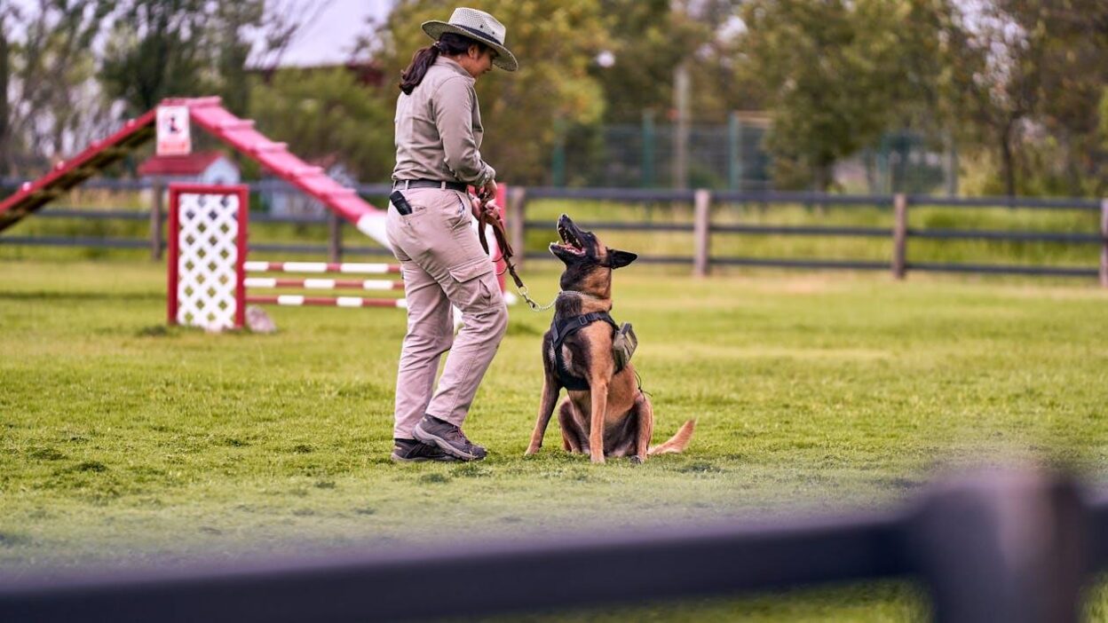 Why More Pet Owners Are Investing in Professional Dog Training