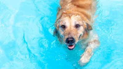 The Ultimate Summer Schedule for Busy Dog Owners