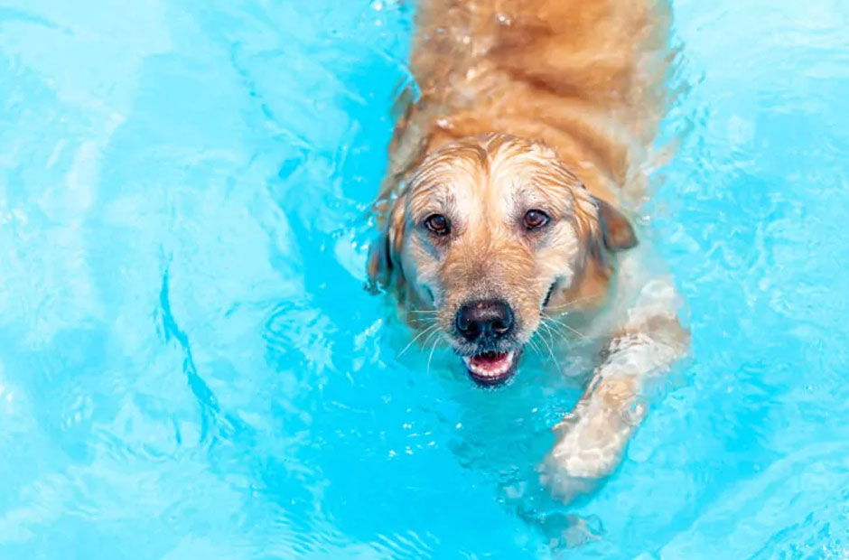 The Ultimate Summer Schedule for Busy Dog Owners